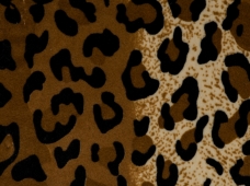Animal Print Cheetah
