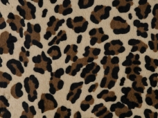 Animal Print Leopard