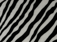 Animal Print Zebra