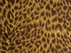 Cheeta Coffee